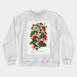 Red Flower, Clematis Coccinea Lithograph (1900) Crewneck Sweatshirt